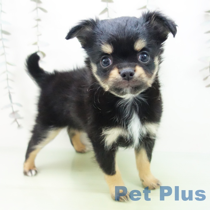 千葉県のチワワ(ロング) (ペットプラス 幕張新都心店/2025年9月10日生まれ/男の子/ブラックタン)の子犬の1枚目の画像