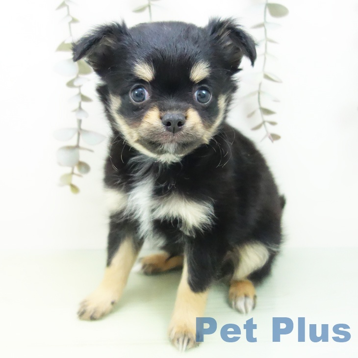 千葉県のチワワ(ロング) (ペットプラス 幕張新都心店/2025年9月10日生まれ/男の子/ブラックタン)の子犬の2枚目の画像