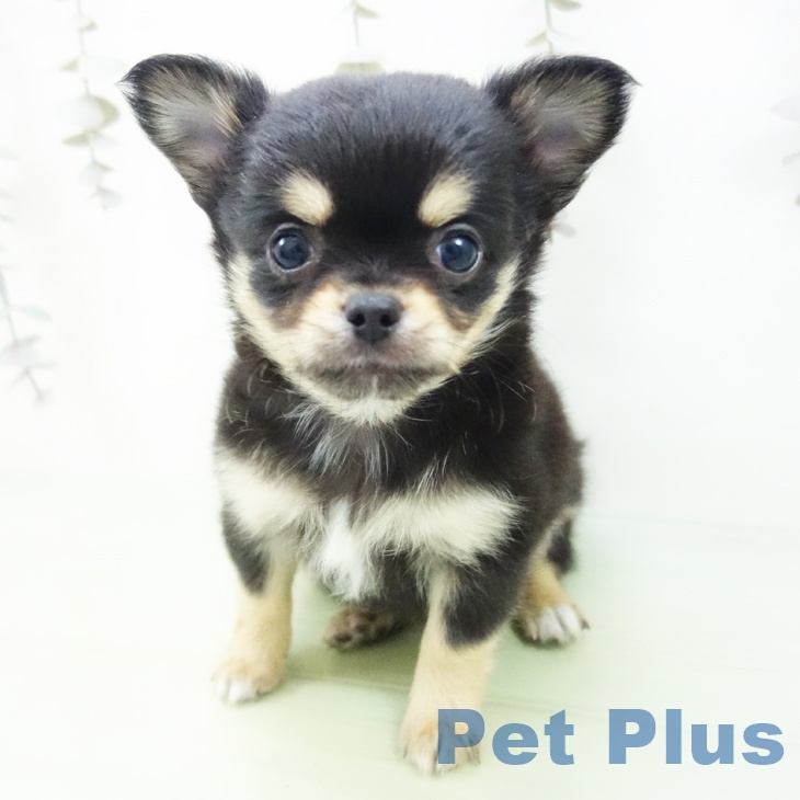 埼玉県のチワワ(ロング) (ペットプラス ららぽーと富士見店/2025年9月10日生まれ/男の子/ブラックタン)の子犬の1枚目の画像