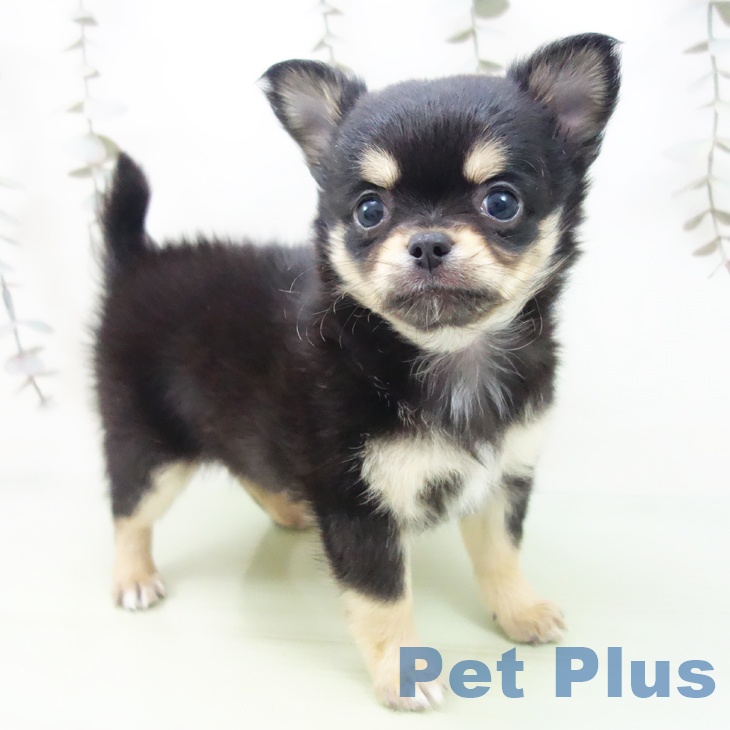 埼玉県のチワワ(ロング) (ペットプラス ららぽーと富士見店/2025年9月10日生まれ/男の子/ブラックタン)の子犬の2枚目の画像