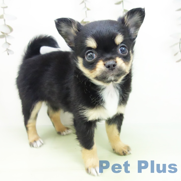 埼玉県のチワワ(ロング) (ペッツワン 新座店/2025年9月10日生まれ/女の子/ブラックタンホワイト)の子犬