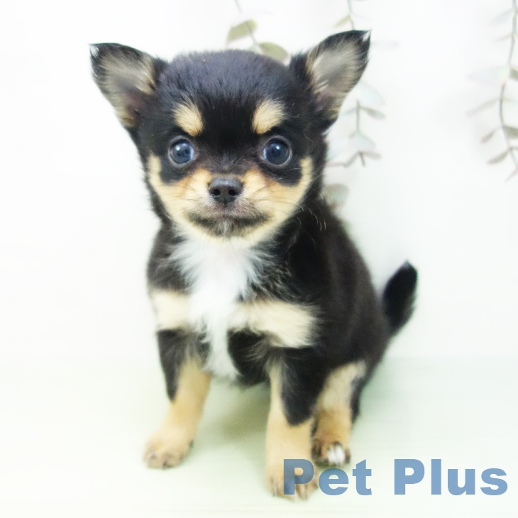 愛知県のチワワ(ロング) (ペットプラス mozoワンダーシティ店/2025年9月10日生まれ/女の子/ブラックタン)の子犬の1枚目の画像