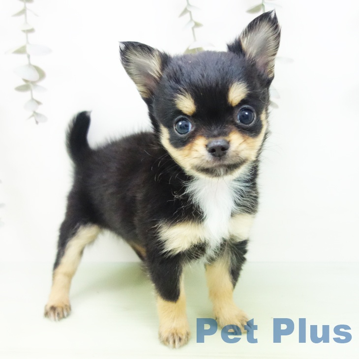 愛知県のチワワ(ロング) (ペットプラス mozoワンダーシティ店/2025年9月10日生まれ/女の子/ブラックタン)の子犬の2枚目の画像