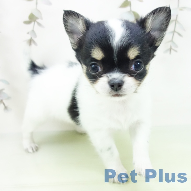 愛知県のチワワ(ロング) (ペットプラス 熱田店/2025年9月10日生まれ/女の子/ホワイトブラックタン)の子犬の1枚目の画像