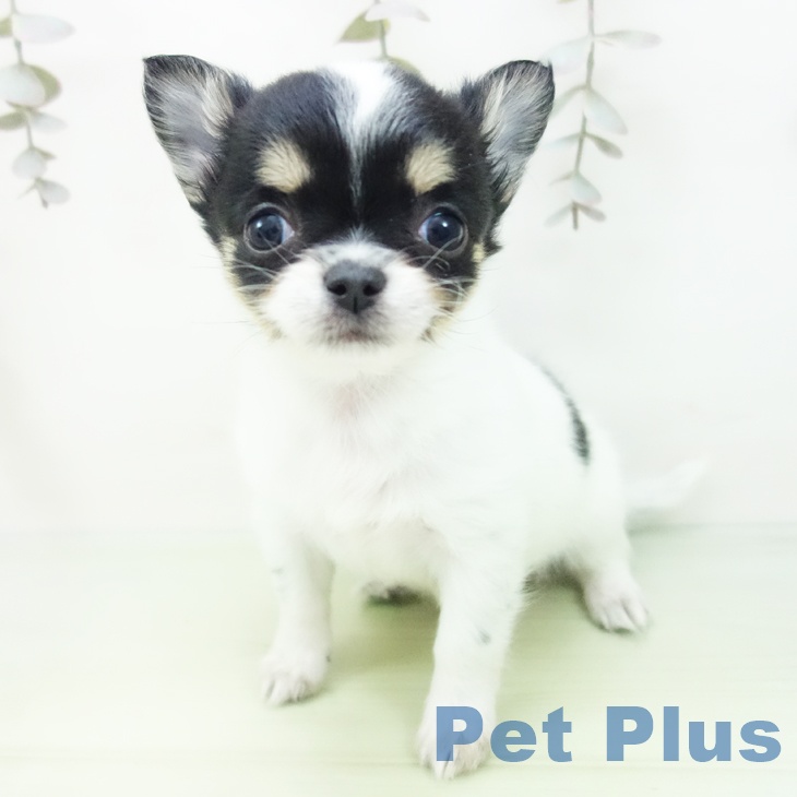 愛知県のチワワ(ロング) (ペットプラス 熱田店/2025年9月10日生まれ/女の子/ホワイトブラックタン)の子犬の2枚目の画像