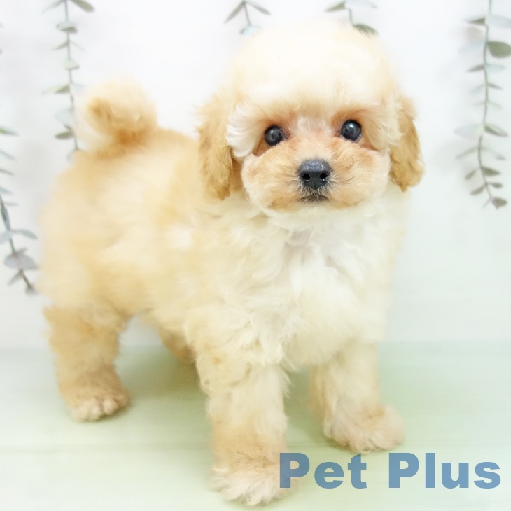 岐阜県のトイプードル(トイ) (ペットプラス 各務原店/2025年9月17日生まれ/男の子/クリーム)の子犬の1枚目の画像