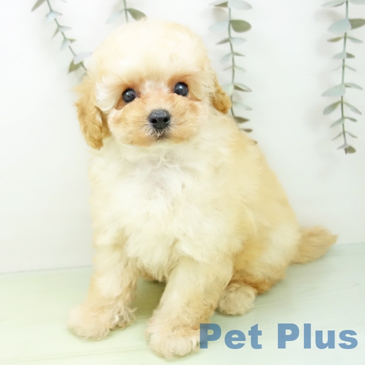 岐阜県のトイプードル(トイ) (ペットプラス 各務原店/2025年9月17日生まれ/男の子/クリーム)の子犬の2枚目の画像