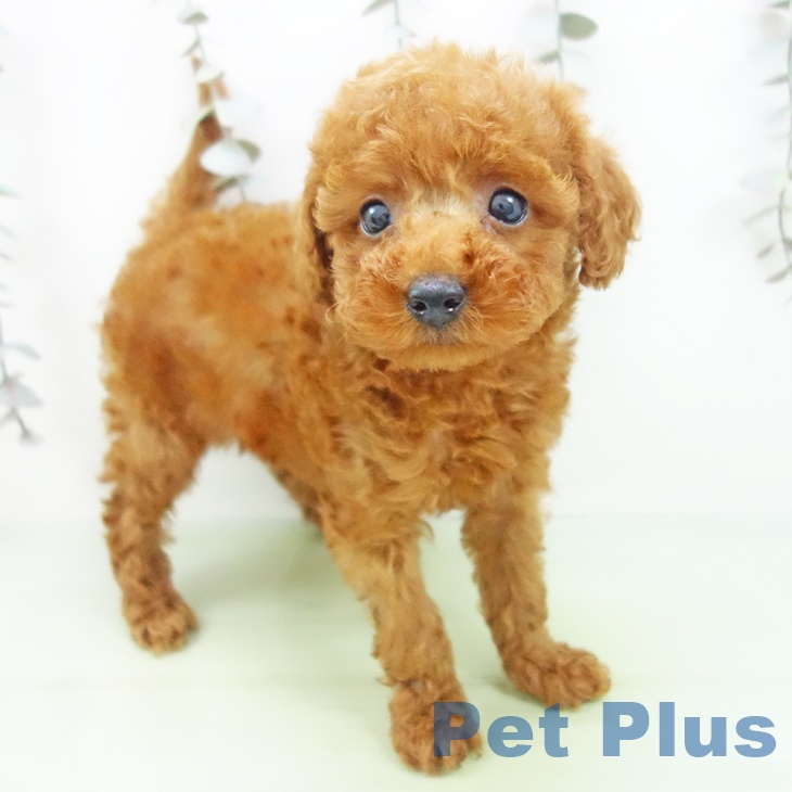 福井県のトイプードル(トイ) (ペットプラス 福井店/2025年9月17日生まれ/女の子/レッド)の子犬の1枚目の画像