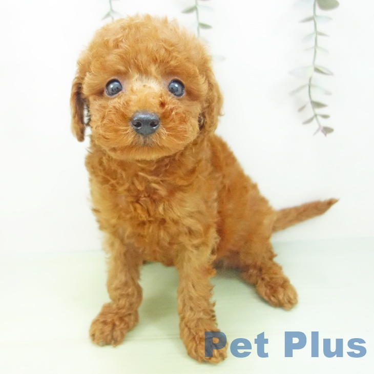 福井県のトイプードル(トイ) (ペットプラス 福井店/2025年9月17日生まれ/女の子/レッド)の子犬の2枚目の画像