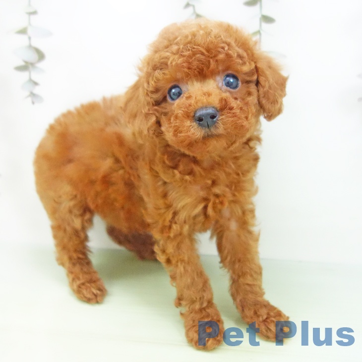 石川県のトイプードル(トイ) (ペットプラス 白山店/2025年9月17日生まれ/女の子/レッド)の子犬の1枚目の画像