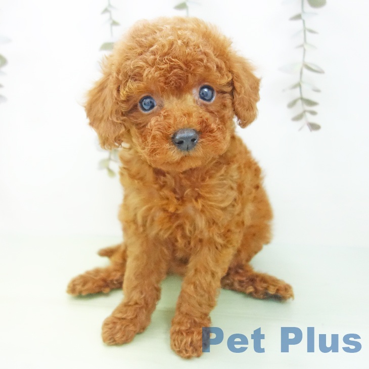 石川県のトイプードル(トイ) (ペットプラス 白山店/2025年9月17日生まれ/女の子/レッド)の子犬の2枚目の画像