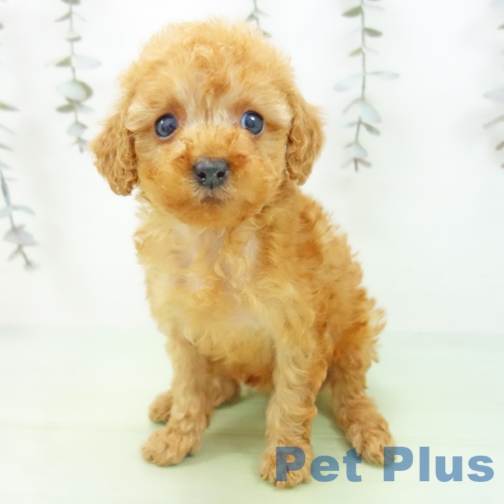 愛知県のトイプードル(トイ) (ペットプラス 名古屋茶屋店/2025年9月17日生まれ/女の子/アプリコット)の子犬の1枚目の画像