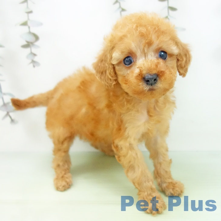 愛知県のトイプードル(トイ) (ペットプラス 名古屋茶屋店/2025年9月17日生まれ/女の子/アプリコット)の子犬の2枚目の画像