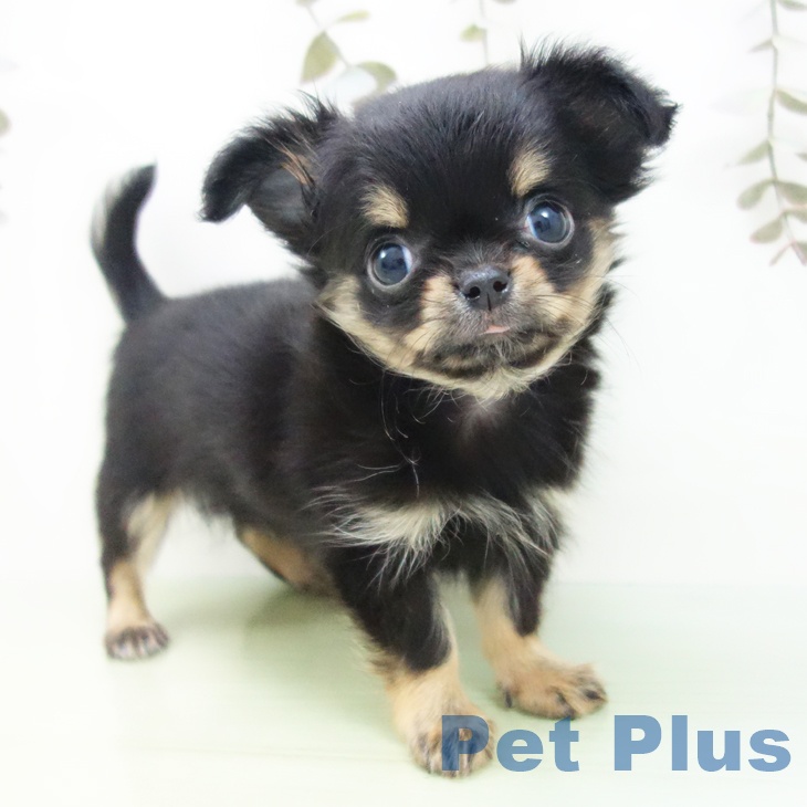東京都のチワワ(ロング) (ペットプラス 日の出店/2025年9月3日生まれ/女の子/ブラックタン)の子犬の1枚目の画像