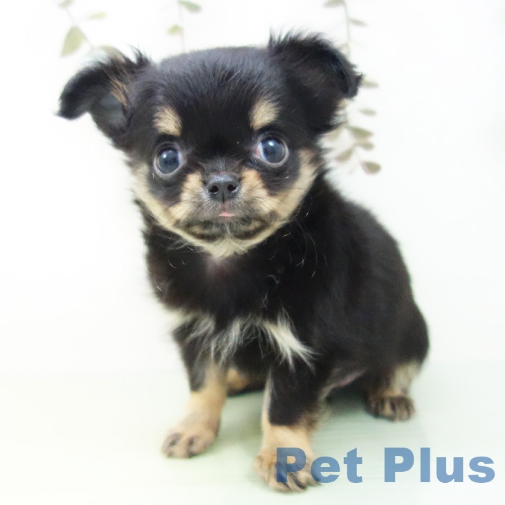 東京都のチワワ(ロング) (ペットプラス 日の出店/2025年9月3日生まれ/女の子/ブラックタン)の子犬の2枚目の画像