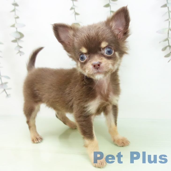 三重県のチワワ(ロング) (ペットプラス 鈴鹿店/2025年9月5日生まれ/男の子/チョコレートタン)の子犬の1枚目の画像