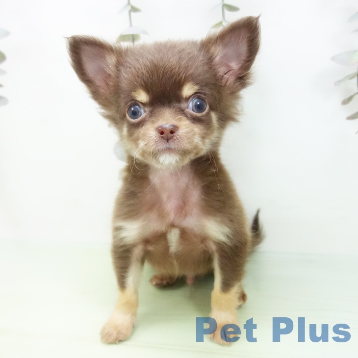 三重県のチワワ(ロング) (ペットプラス 鈴鹿店/2025年9月5日生まれ/男の子/チョコレートタン)の子犬の2枚目の画像