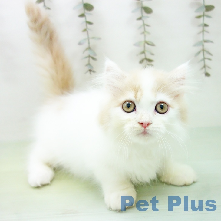 岐阜県のマンチカン (ペットプラス 各務原店/2025年8月28日生まれ/男の子/クリームタビーホワイト)の子猫の1枚目の画像