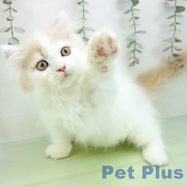 岐阜県のマンチカン (ペットプラス 各務原店/2025年8月28日生まれ/男の子/クリームタビーホワイト)の子猫の2枚目の画像