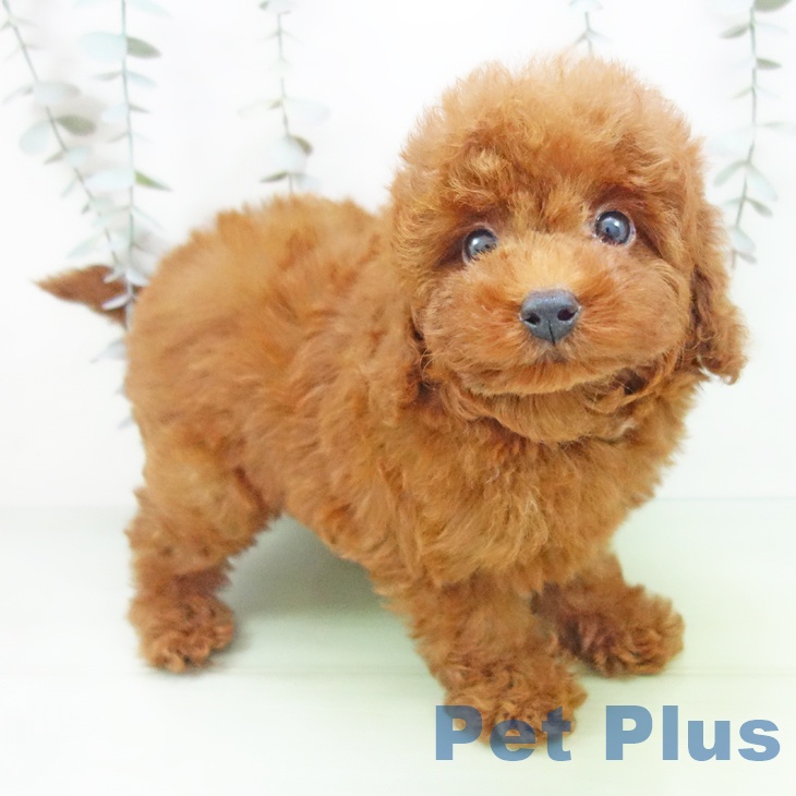 愛知県のトイプードル(トイ) (ペットプラス mozoワンダーシティ店/2025年9月14日生まれ/男の子/レッド)の子犬の1枚目の画像
