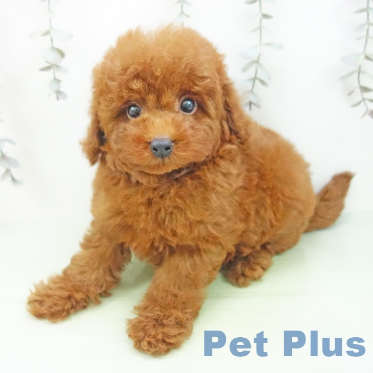 愛知県のトイプードル(トイ) (ペットプラス mozoワンダーシティ店/2025年9月14日生まれ/男の子/レッド)の子犬の2枚目の画像