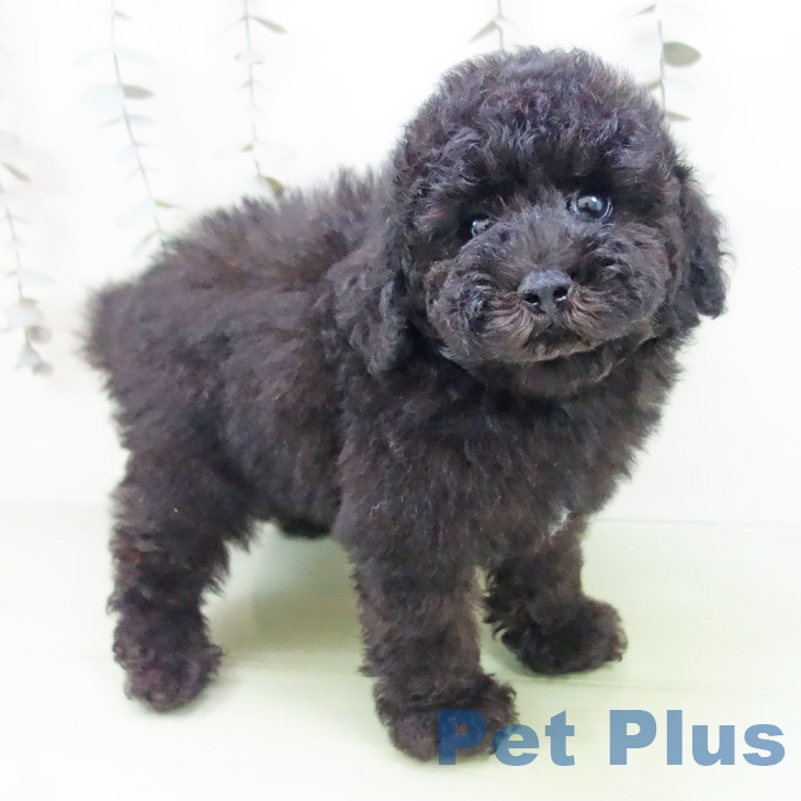 愛知県のトイプードル(トイ) (ペットプラス 岡崎店/2025年9月18日生まれ/男の子/ブラック)の子犬の1枚目の画像