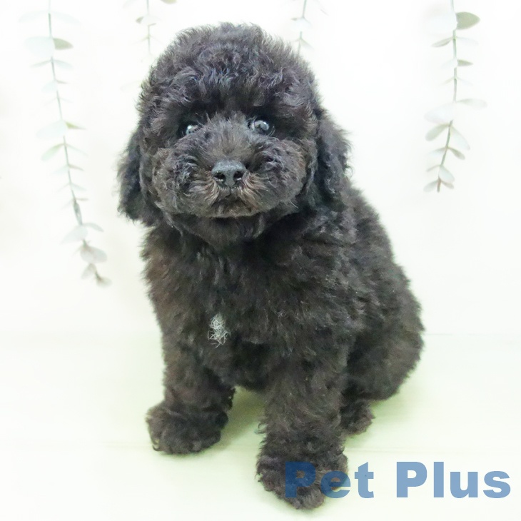 愛知県のトイプードル(トイ) (ペットプラス 岡崎店/2025年9月18日生まれ/男の子/ブラック)の子犬の2枚目の画像