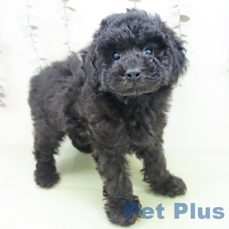 トイ・プードル