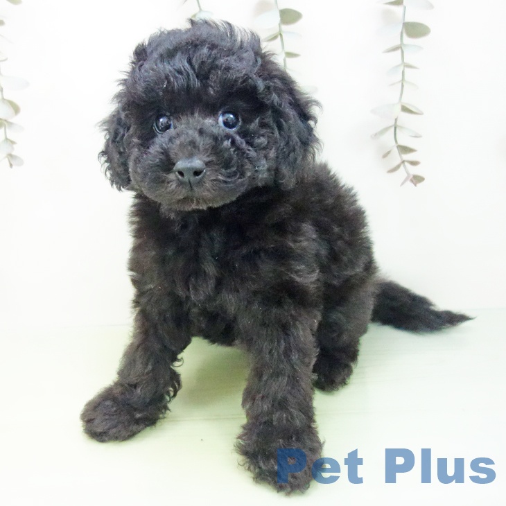 トイ・プードルの写真2