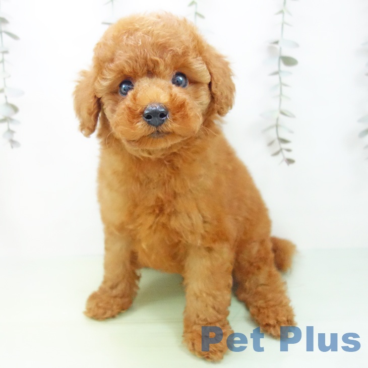 富山県のトイプードル(トイ) (ペットプラス 高岡店/2025年9月18日生まれ/男の子/レッド)の子犬の1枚目の画像