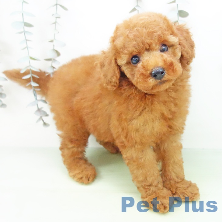 富山県のトイプードル(トイ) (ペットプラス 高岡店/2025年9月18日生まれ/男の子/レッド)の子犬の2枚目の画像