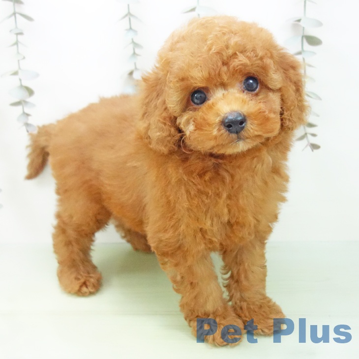 岐阜県のトイプードル(トイ) (ペットプラス 光ケ丘店/2025年9月18日生まれ/男の子/レッド)の子犬の1枚目の画像