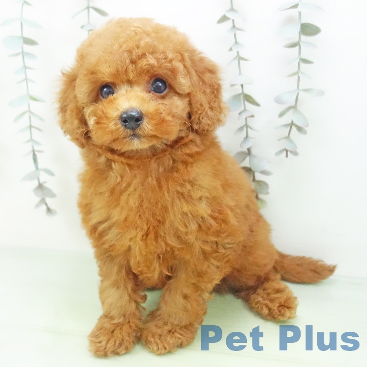岐阜県のトイプードル(トイ) (ペットプラス 光ケ丘店/2025年9月18日生まれ/男の子/レッド)の子犬の2枚目の画像