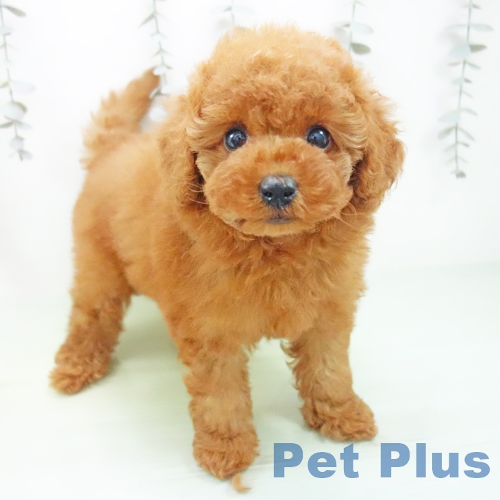 愛知県のトイプードル(トイ) (ペットプラス イオンモール豊川店/2025年9月18日生まれ/女の子/レッド)の子犬の1枚目の画像
