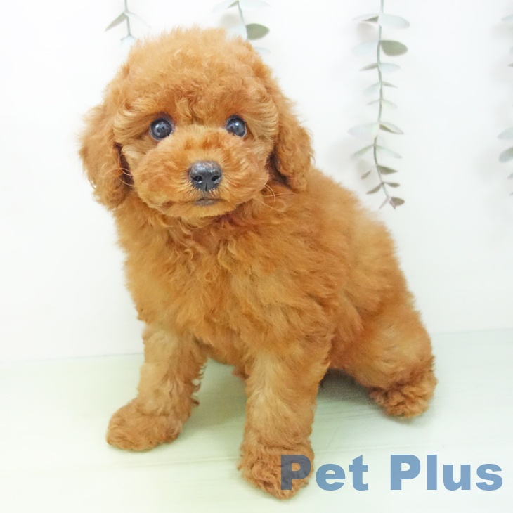愛知県のトイプードル(トイ) (ペットプラス イオンモール豊川店/2025年9月18日生まれ/女の子/レッド)の子犬の2枚目の画像