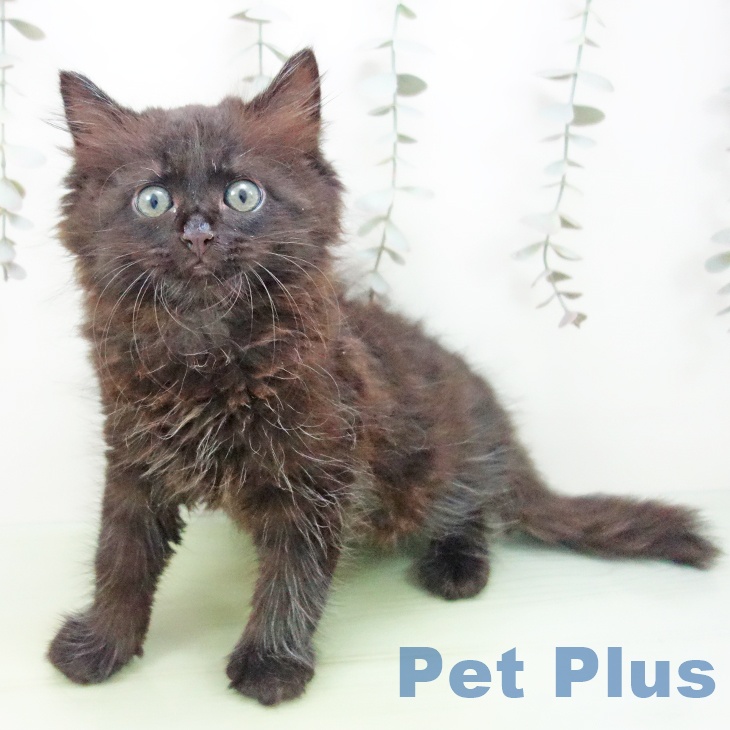 愛知県のサイベリアン (ペットプラス 三好店/2025年9月10日生まれ/男の子/ブラック)の子猫