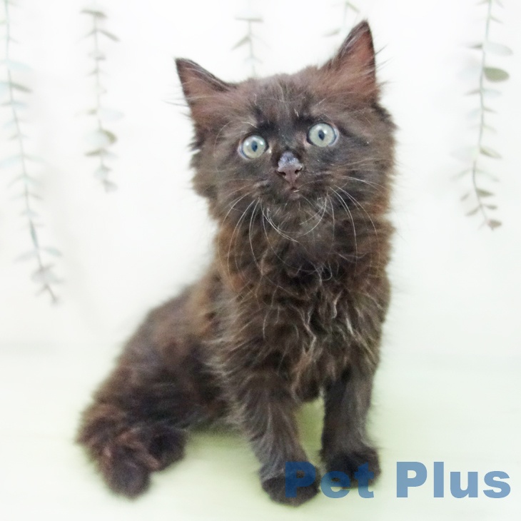 愛知県のサイベリアン (ペットプラス 三好店/2025年9月10日生まれ/男の子/ブラック)の子猫の2枚目の画像