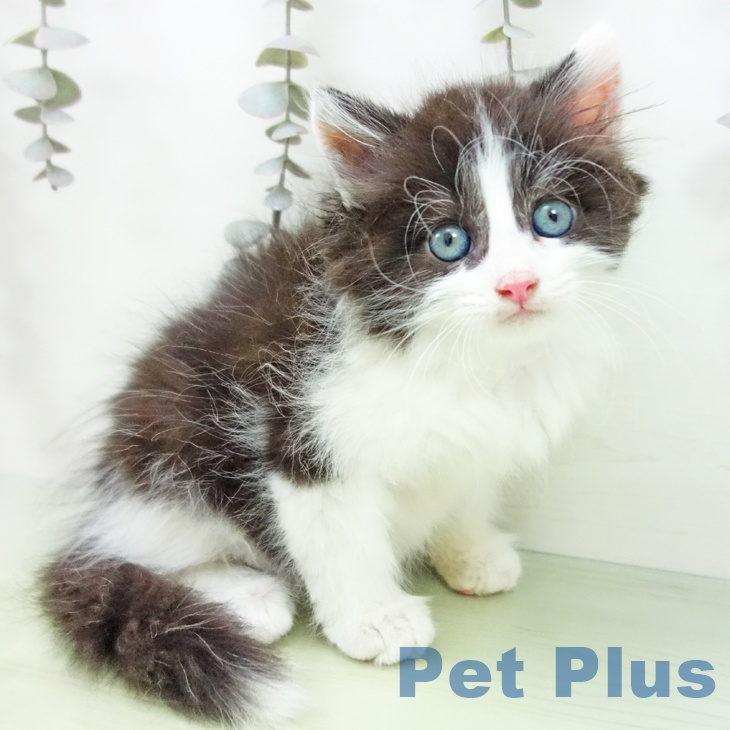 サイベリアンの写真2