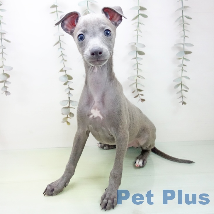 イタリアン・グレーハウンド