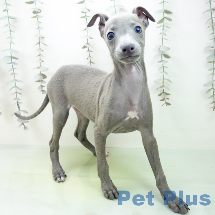 イタリアン・グレーハウンドの写真2