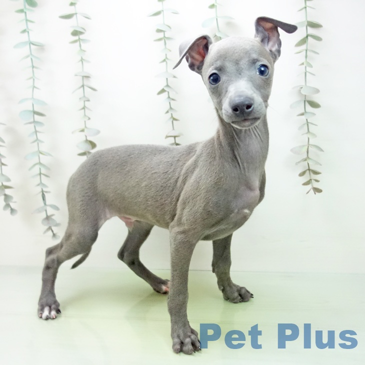 イタリアン・グレーハウンド