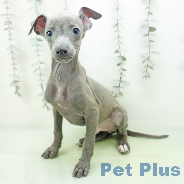 イタリアン・グレーハウンドの写真2