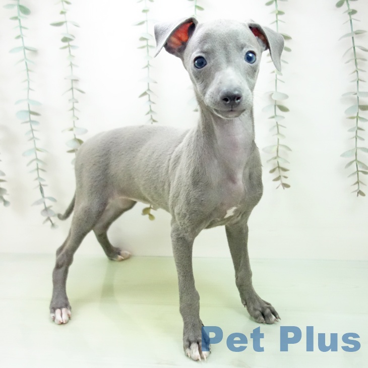 東京都のイタリアングレーハウンド (ペッツワン 青梅インター店/2025年9月11日生まれ/女の子/ブルーホワイトマーキングス)の子犬の1枚目の画像