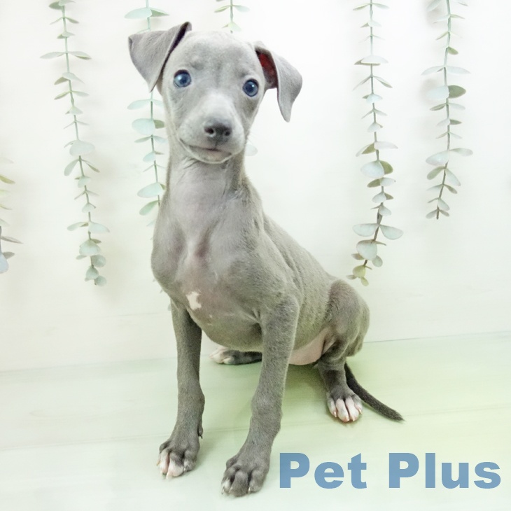 東京都のイタリアングレーハウンド (ペッツワン 青梅インター店/2025年9月11日生まれ/女の子/ブルーホワイトマーキングス)の子犬の2枚目の画像