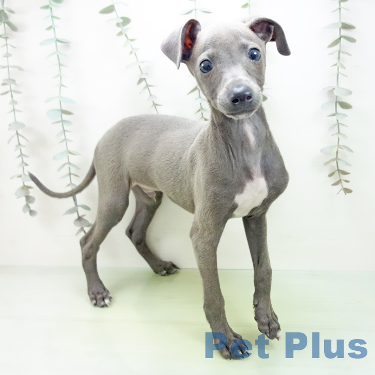 長野県のイタリアングレーハウンド (ペットプラス 長野店/2025年9月12日生まれ/男の子/ブルーホワイトマーキングス)の子犬