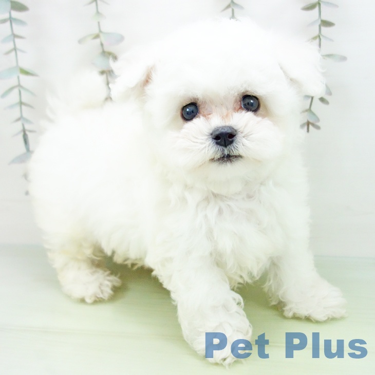 愛知県のビションフリーゼ (ペットプラス ナゴヤドーム前店/2025年9月16日生まれ/男の子/ホワイト)の子犬の1枚目の画像