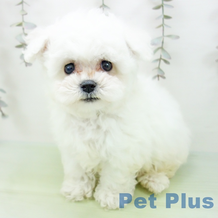 愛知県のビションフリーゼ (ペットプラス ナゴヤドーム前店/2025年9月16日生まれ/男の子/ホワイト)の子犬の2枚目の画像