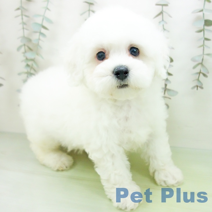 ビション・フリーゼ