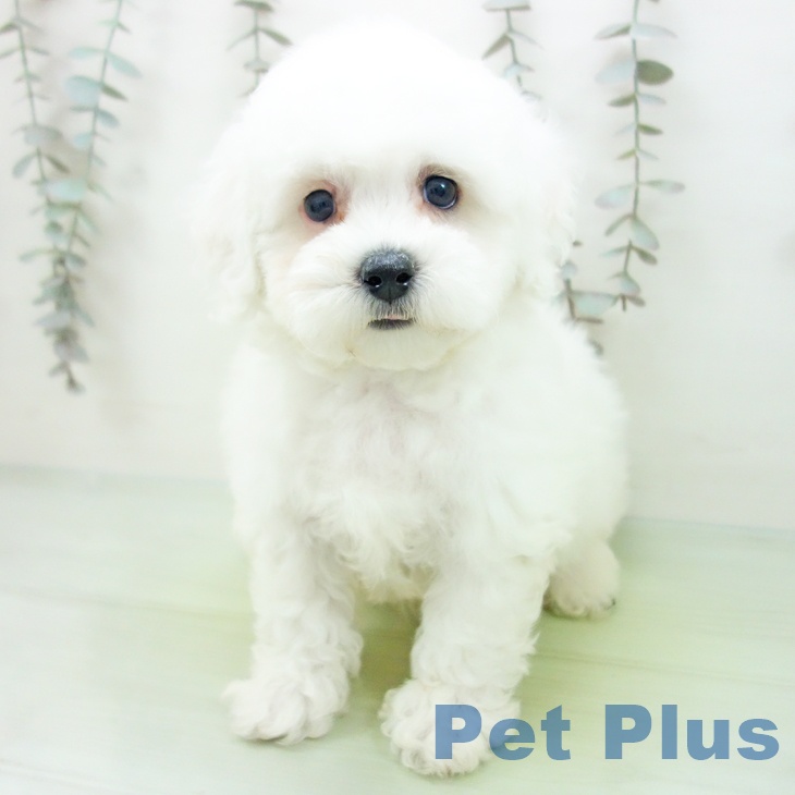 ビション・フリーゼの写真2