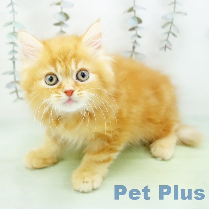 愛知県のラガマフィン (ペットプラス みなと店/2025年9月10日生まれ/男の子/レッドタビー)の子猫